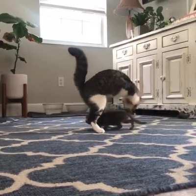 Kitty play time