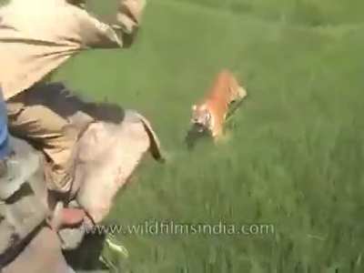 Полное видео как тигр нападает на погонщика слона