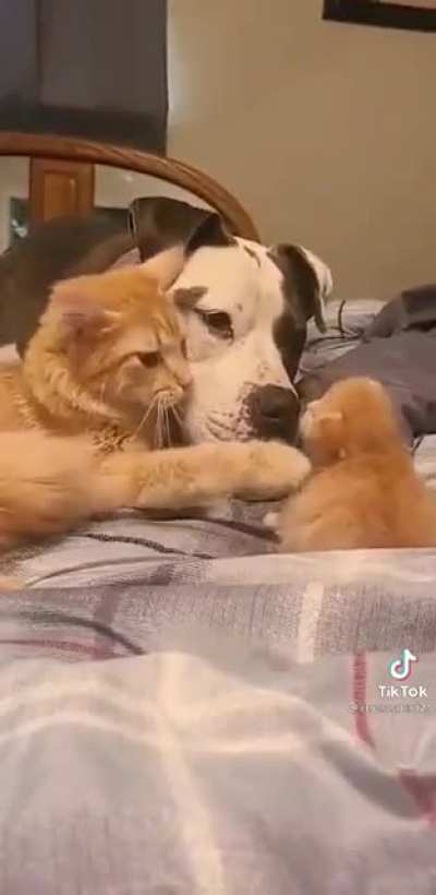 &ldquo;Ok..this is your new step-child. Be gentle&rdquo;.