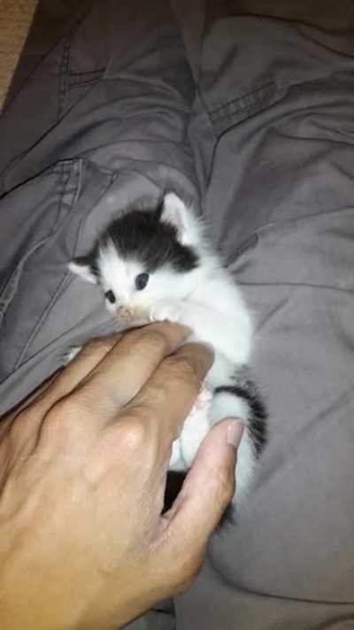 Criminal apprehended and sentenced to a lifetime of cuddles