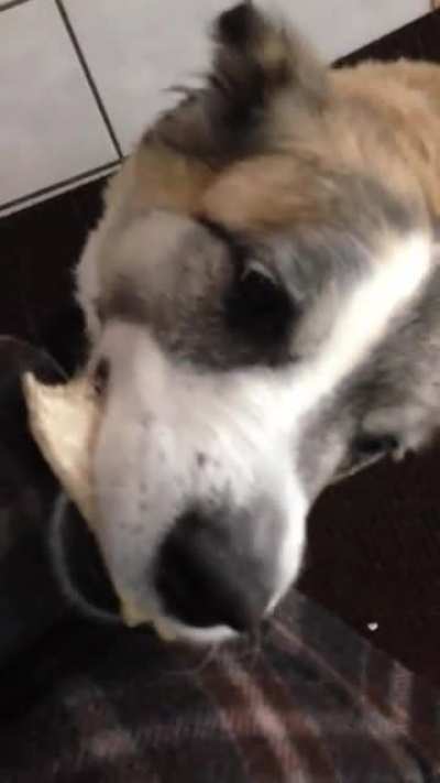 this is Rigby after a day at work! she did this every afternoon. sadly she passed in 2018 but I wanted to share her to this delightful sub 😭