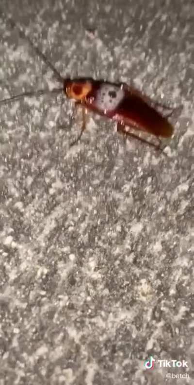 "It's a fucking bug"
