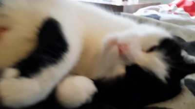 Nievi always loving belly rubs&hearts;️