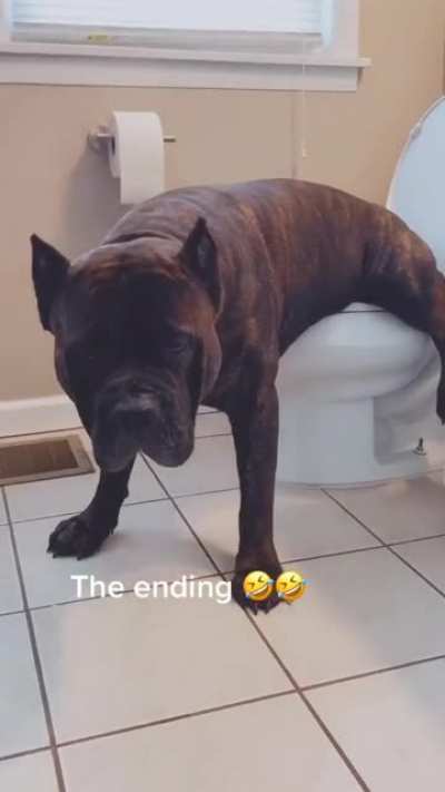 🐕🚽