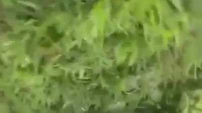 FARC rebel films herself being shot during a firefight with Colombian soldiers.