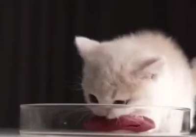nyom :3