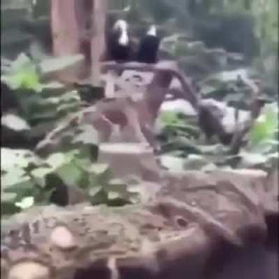 DOS!!11!