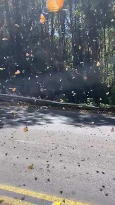 'Monarch Butterflies migrating to Mexico'