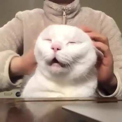 Oh yeah hooman don't stop now