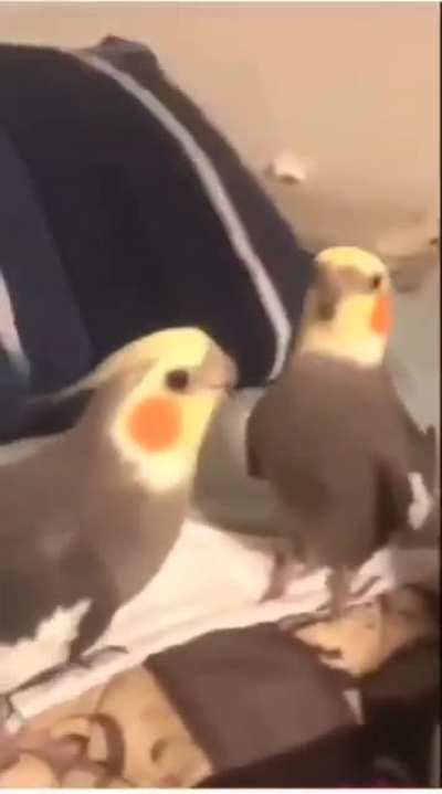Cockatiels performing Earth, Wind, and Fire's "September"