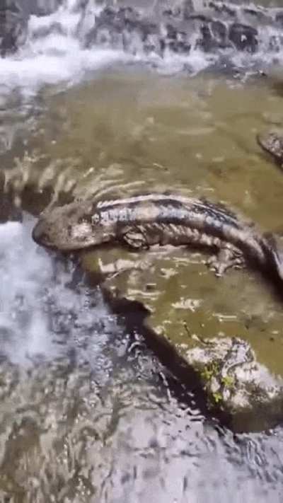 I changed my mind about swimming in that river