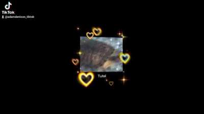 Tutel &amp;lt;3