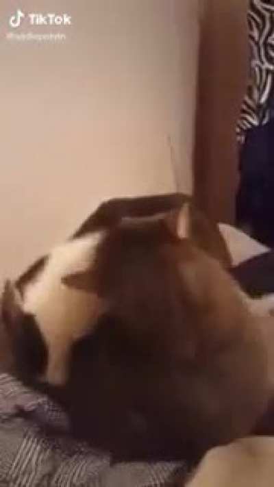Don't the cat fr