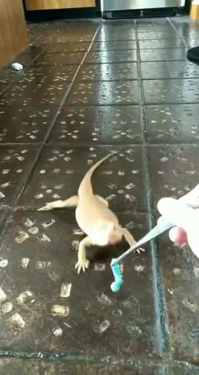 "Come get ye juicy hornworms!"