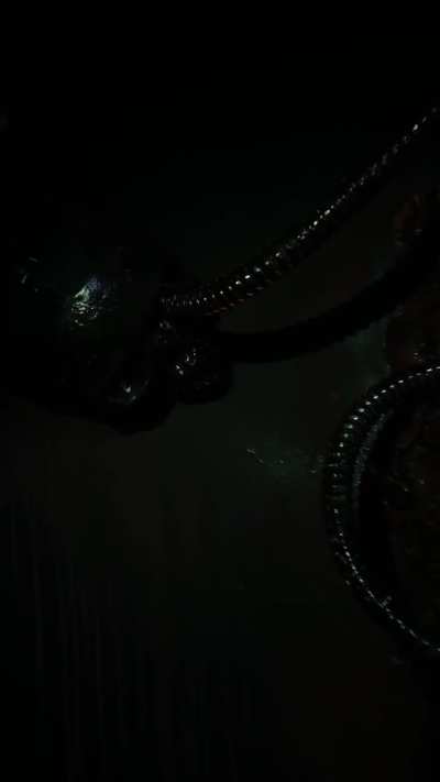 ''Unruly'' 2025