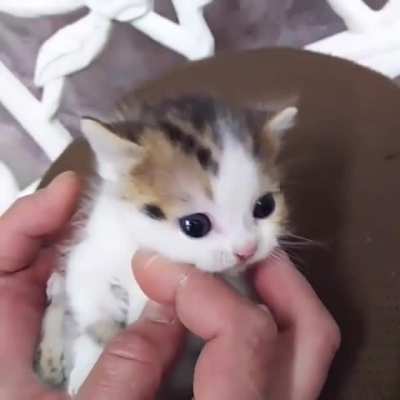 smoL