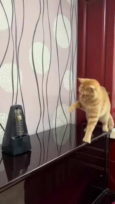 coitado do gato