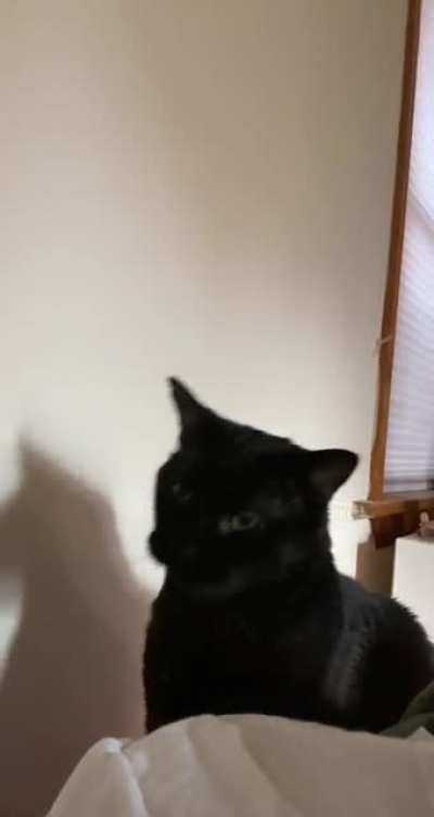 blep at the end :0