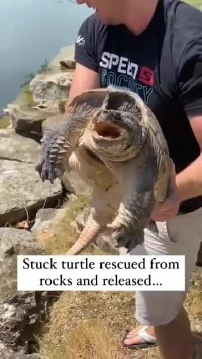 A r/ReverseAnimalRescue limerick: The snapping turtle gave everyone a shock / When he snapped at anyone who would talk / So without even a yell, a man grabbed his shell / And shoved him headfirst into a rock