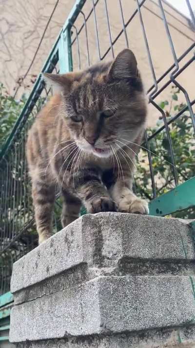 Saw this kitty on my way to work, turn sound on.
