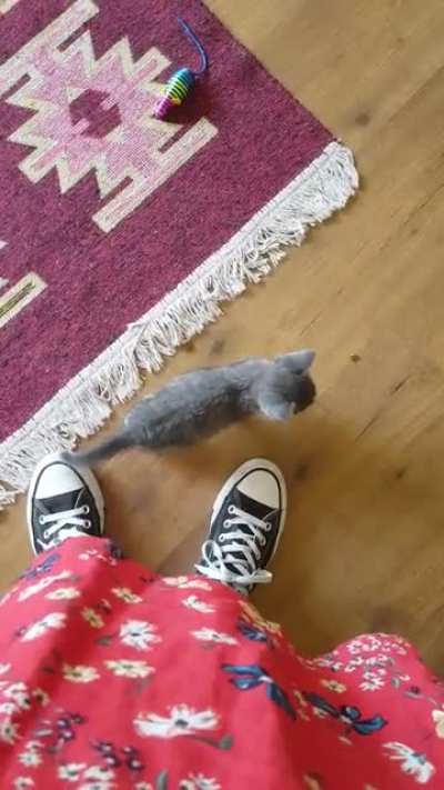 Smol criminal is meowing to loud. I&rsquo;m gonna have to arrest her.