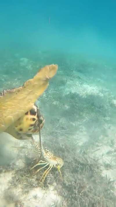🔥 Feisty lobster makes life difficult for hungry turtle