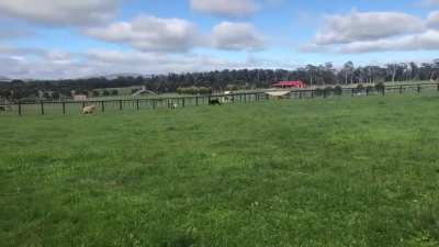 Moo moo zoomies