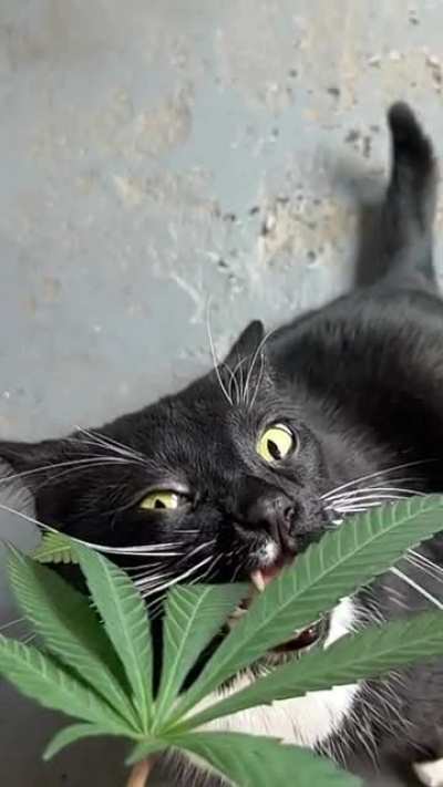 I swear I feed him