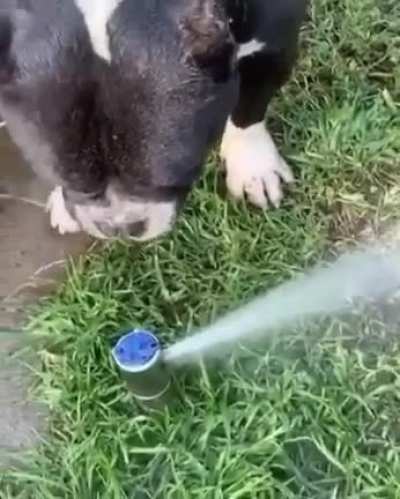 This dog drinking