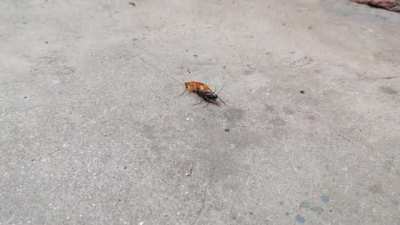 Emerald Cockroach Wasp chases down a Cockroach to paralyze it and inject her eggs