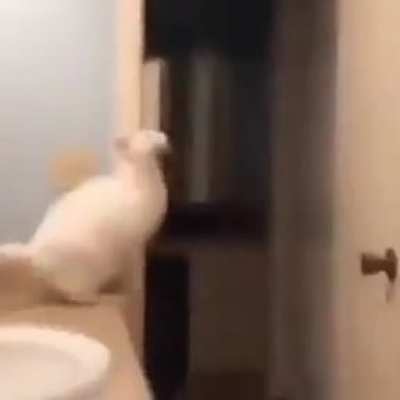 It looked impossible. And it would be for an ordinary cat. But Glenn was no ordinary cat.