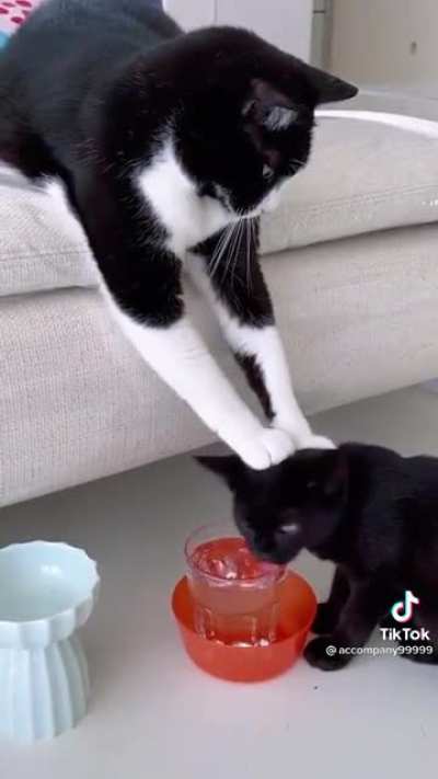 Cat water boarding