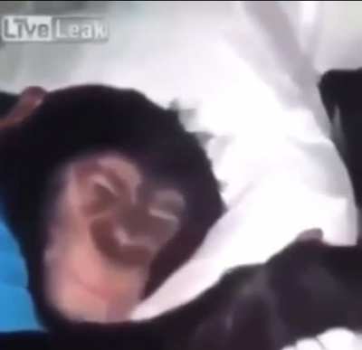 Monkey doesn&rsquo;t wanna go to school 😭