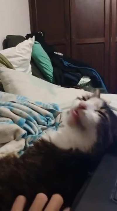 meu gato &eacute; maluco ou eu s&oacute; achei o ponto g dele?
