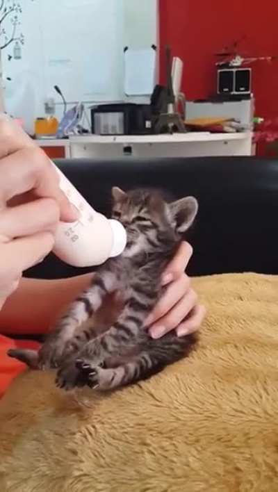 Little kitty very hungry