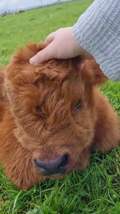 Did you know that Highland cows, like Harry, are one of the oldest registered cattle breeds in the world?