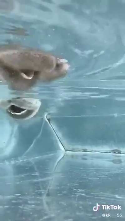 Camels drinking water
