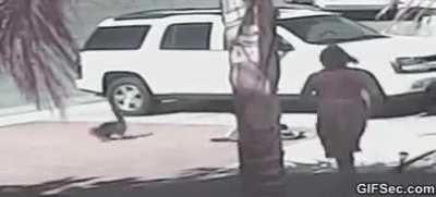 kedi &ccedil;ocuğu k&ouml;pek saldırısından kurtarıyor