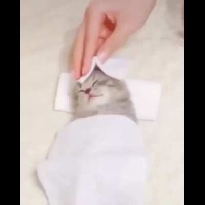 gato