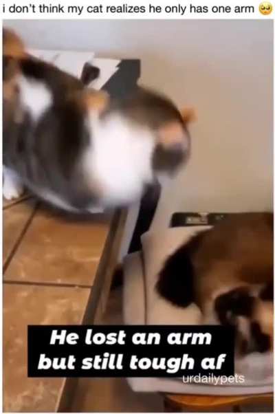 100% Strong Cat