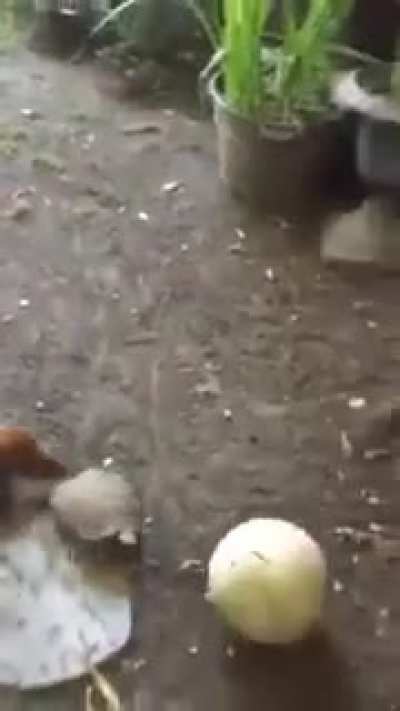 A dog and a turtle playing football. You&rsquo;re welcome.