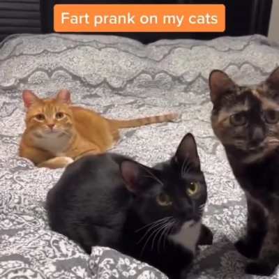 Wunky prank