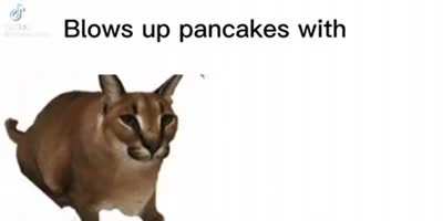 moldy pancakes