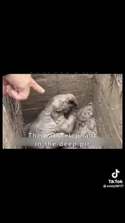 Heart-wrenching Rescue of Baby and Mother Elephant &amp;amp; their love will SAMILE you. The 1 year old calf fell into a drain hole and the mother refused to leave its side. Later on, the mother elephant fainted due to stress &amp;amp; weakness. Thankfully nation