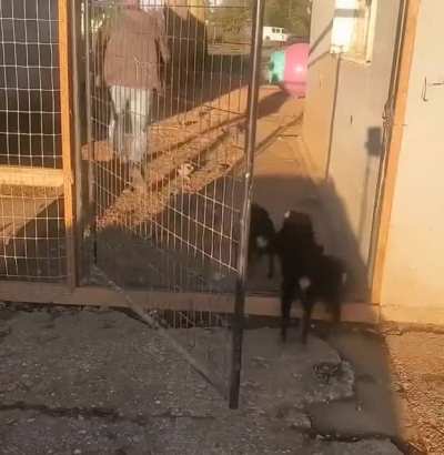 Puppies follows the owner everywhere