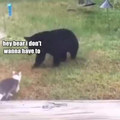 Funny cats