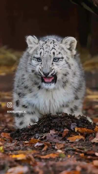 :27 snep montage