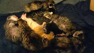 Two day old kittens dreaming