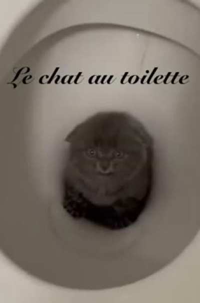 Le Chat au Toilette
