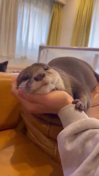 It is very cute!